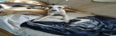Blue brindle and white party colour boy