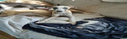 Whippet dogs for sale: Show quality KC reg pups - Advert 36