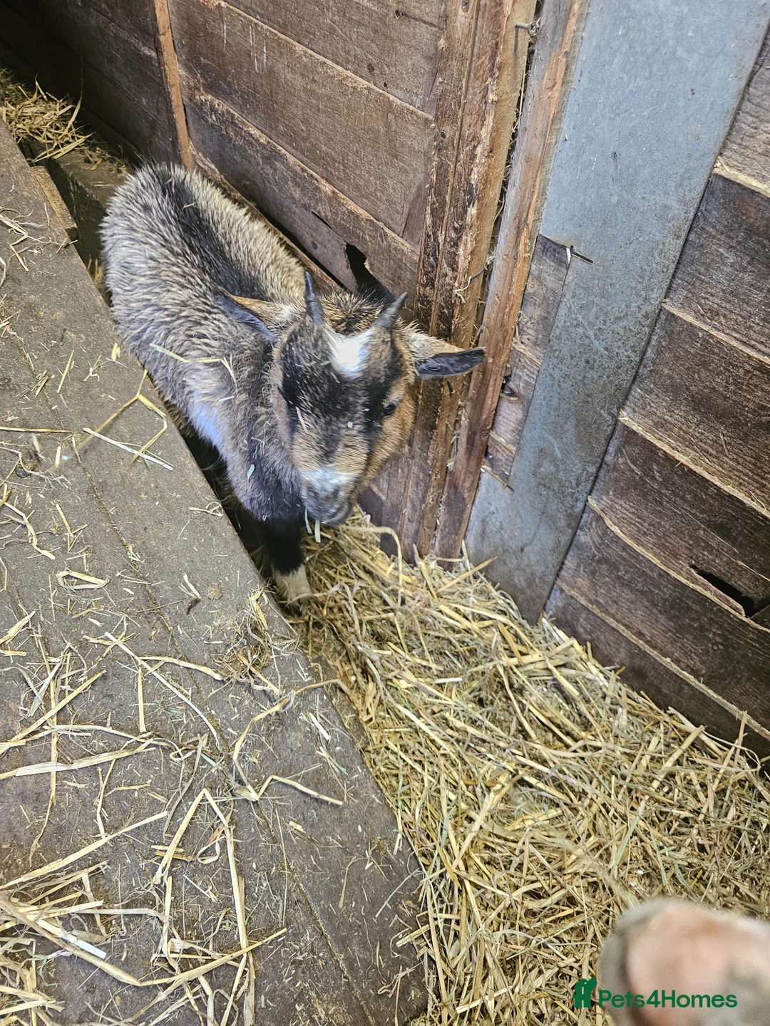 Goats livestock for sale: Pygmy goats last years babies  - Advert 1