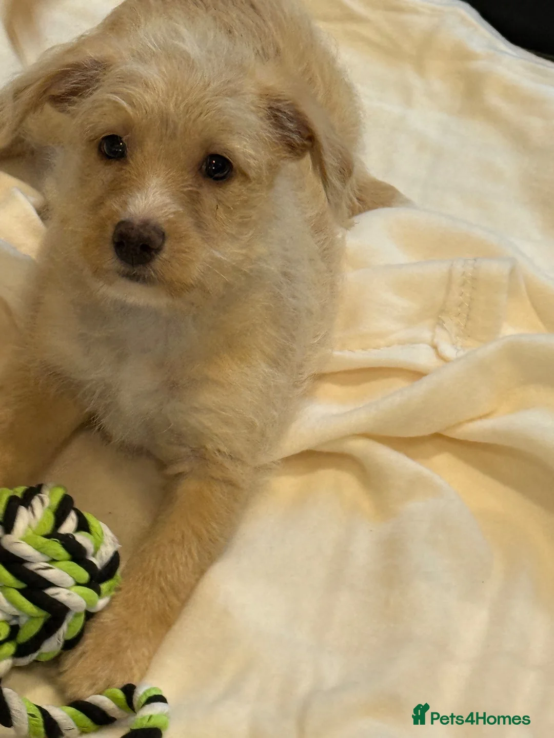 Jackapoo dogs for sale: Beautiful litter of f1 jackapoo puppies  - Advert 1
