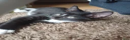 Mixed Breed cats for sale: Available Now! 2 Kittens tabby stripe tuxedo cats  - Advert 7