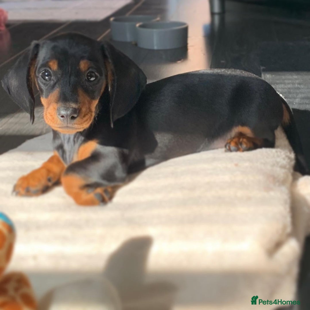 Miniature Dachshund dogs for sale: Pra clear miniature dachshunds - Image 23