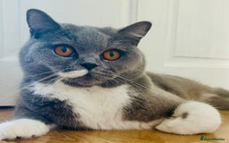 British Shorthair cats for sale: TICA registered Bluebio colour kitten - Image 14