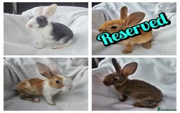 Mixed Breed rabbits for sale: 7 Baby Bunnies  - Image 1