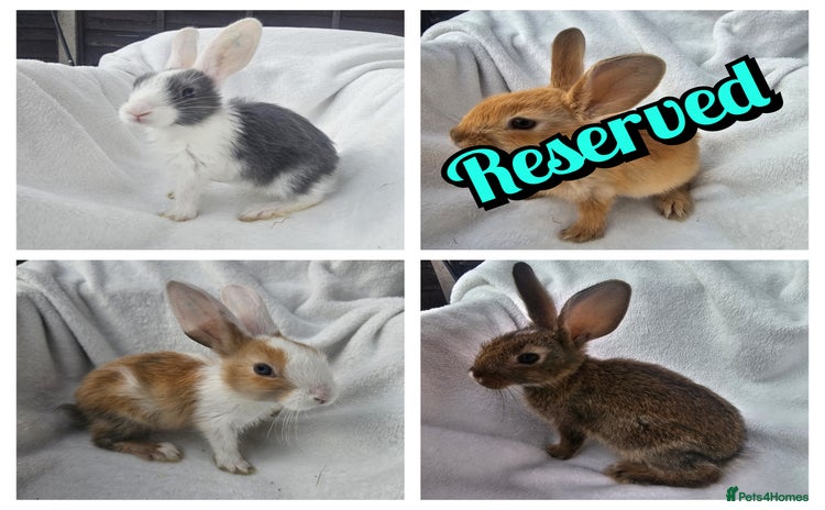 Mixed Breed rabbits - Advert 3