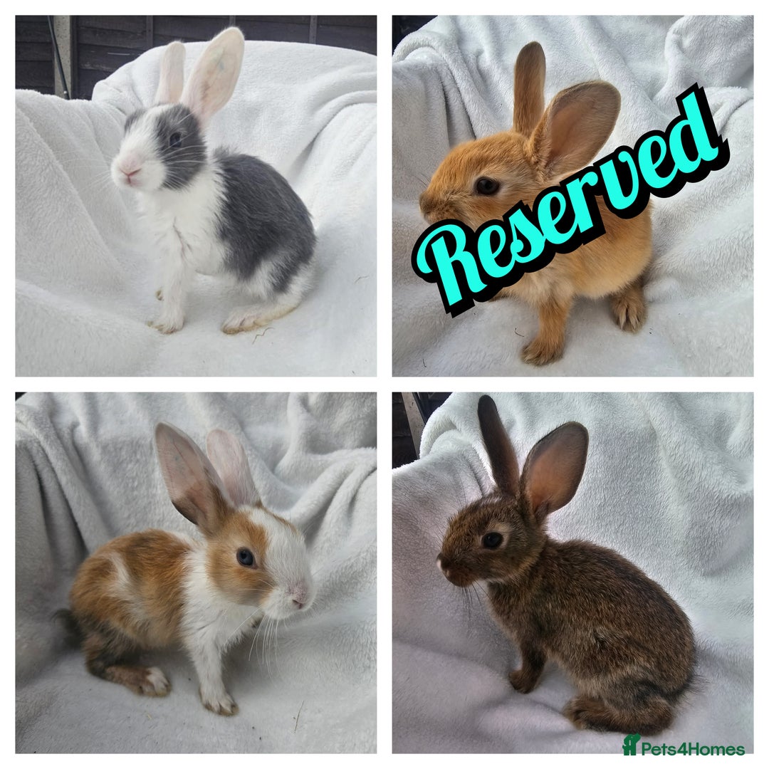 Mixed Breed rabbits for sale: 7 Baby Bunnies  - Image 1