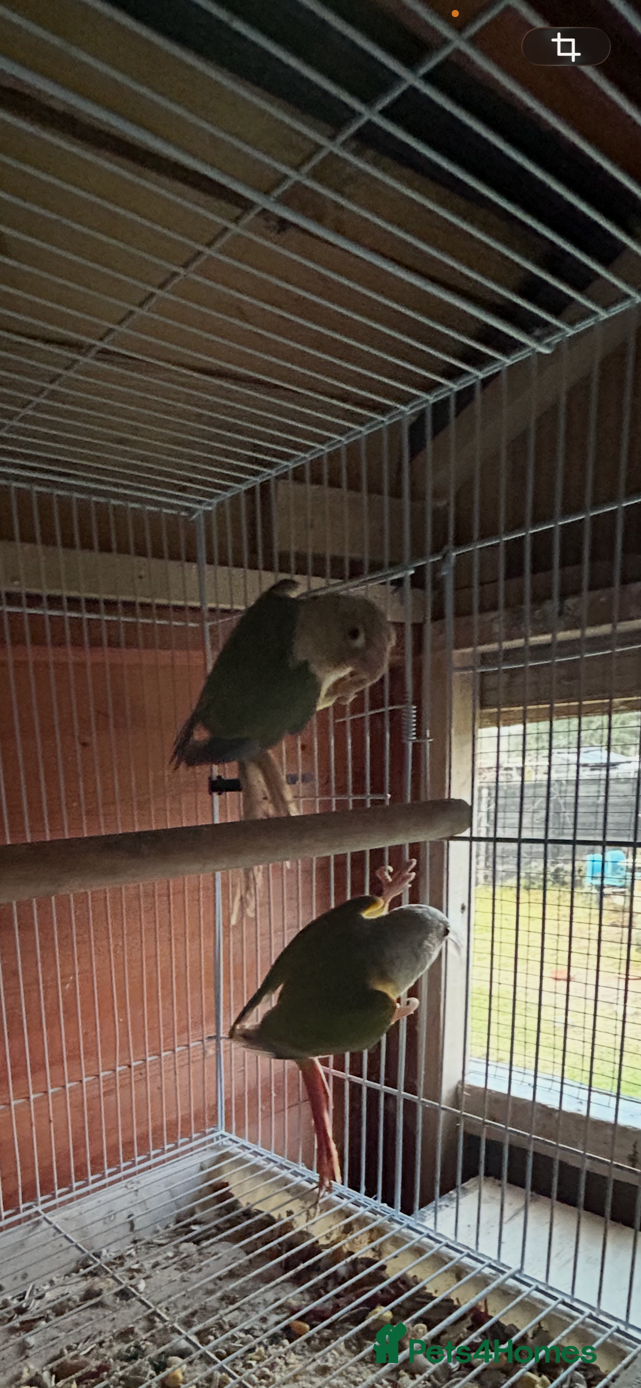 Conures birds Conures young pair  - Advert 4