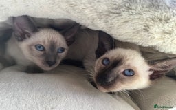 Siamese cats for sale: Siamese kittens - girls  - Image 8