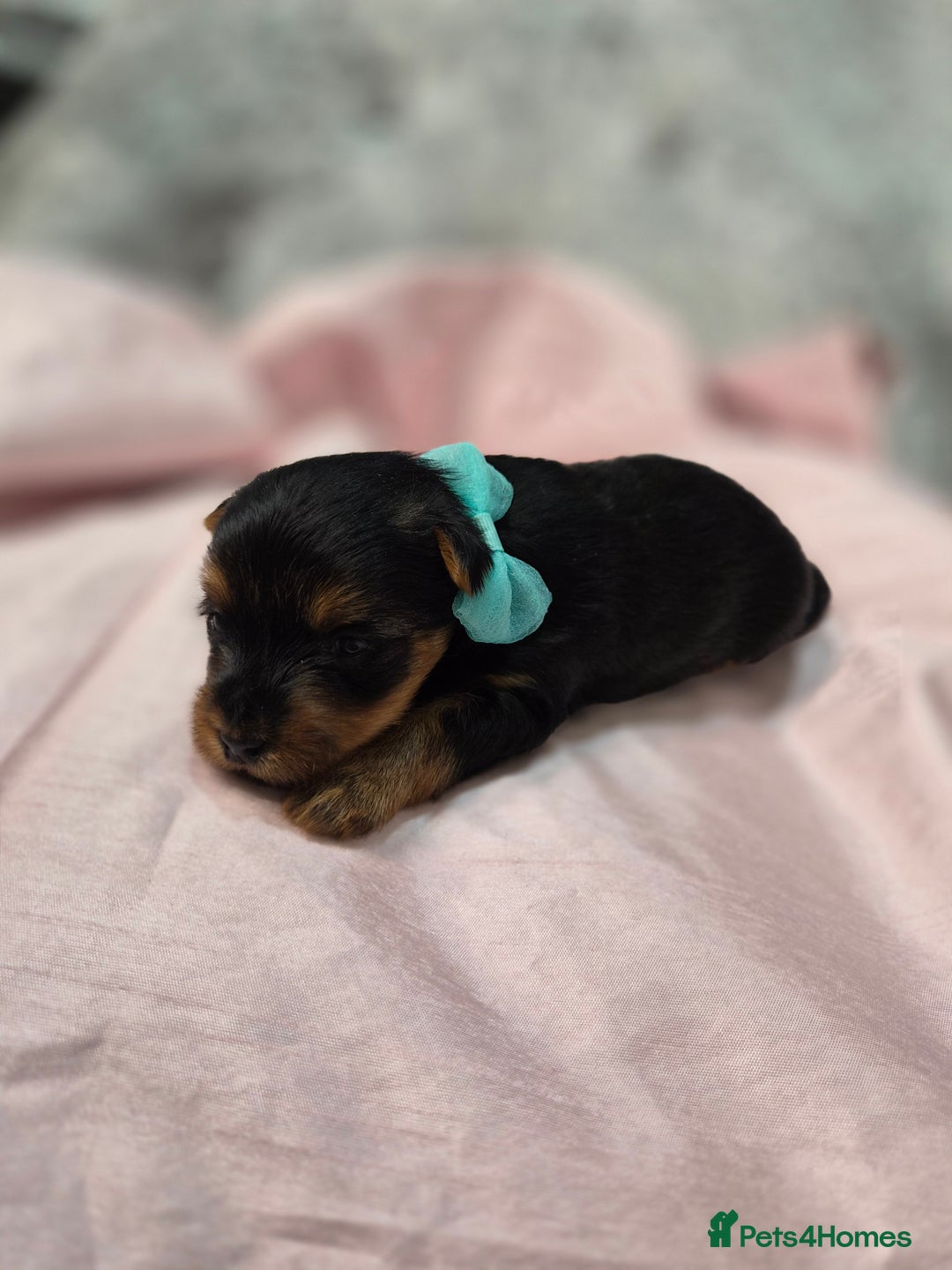 Yorkshire Terrier dogs for sale: Beautiful 7-puppies Yorkshire Terrier - Advert 8