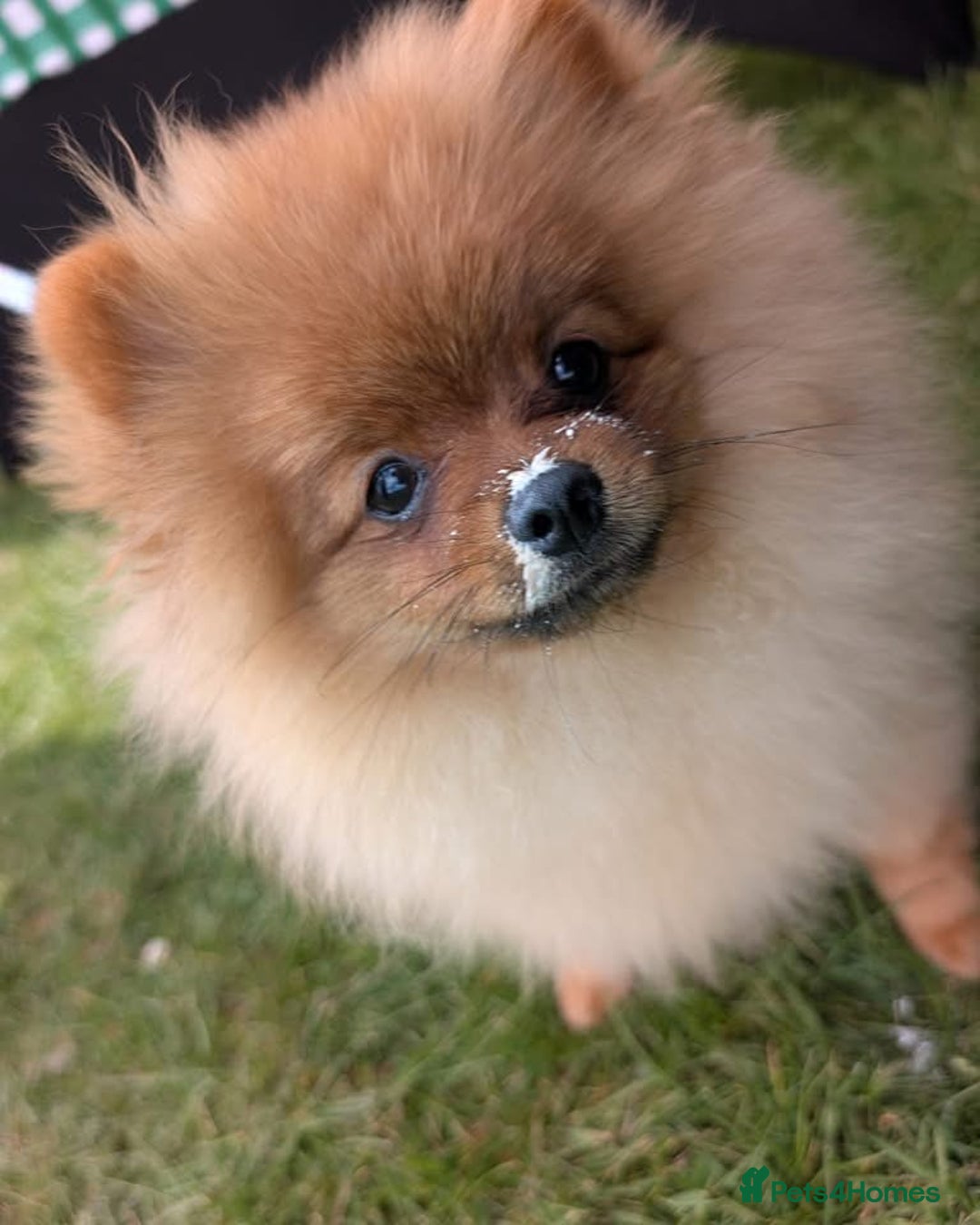 Pomeranian dogs for sale: 6 month old pomeranian  - Image 10