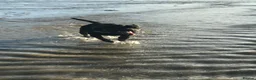 Staffordshire Bull Terrier dogs for sale: Staffordshire bull terrier bitch entire - Advert 7