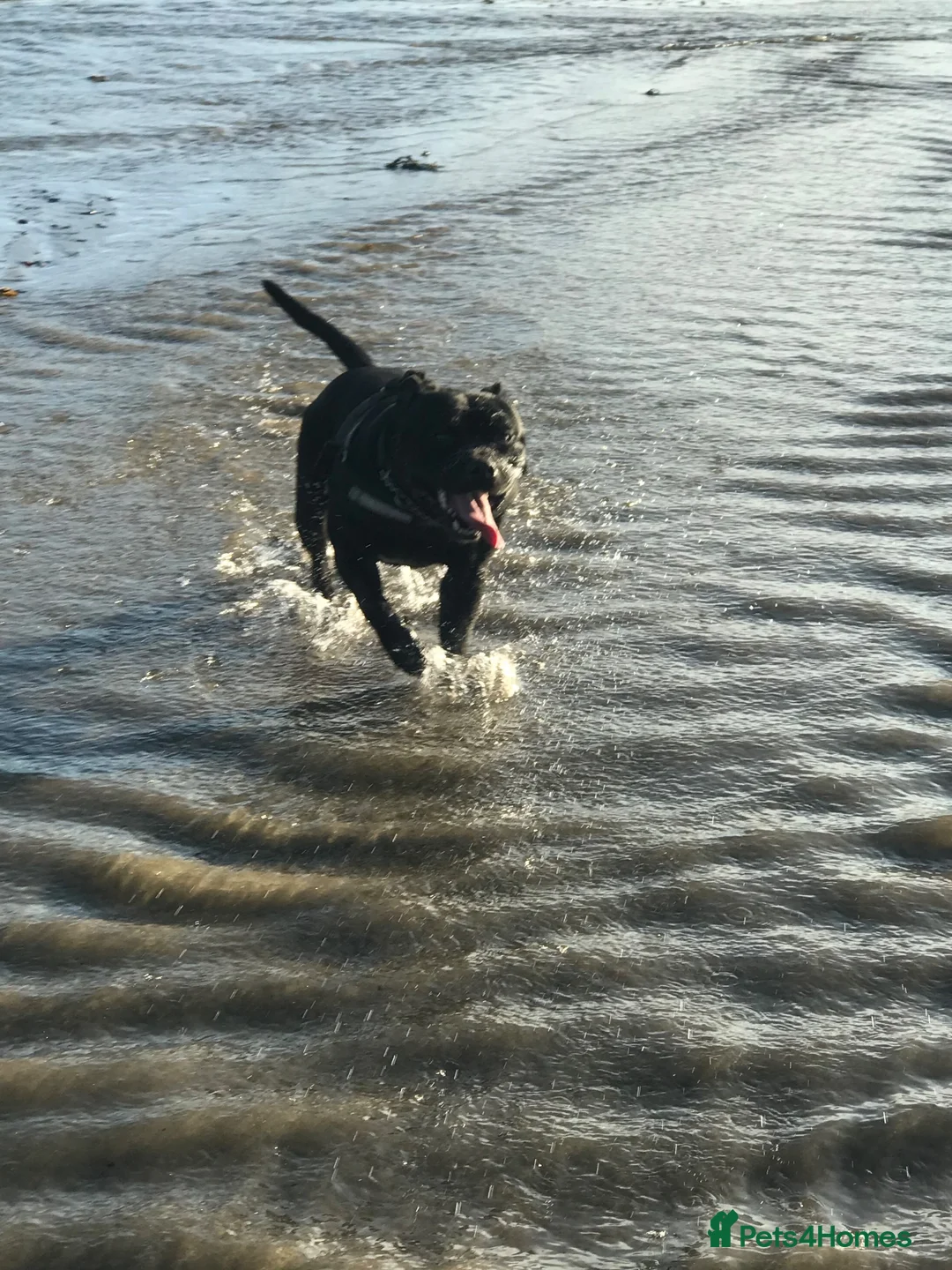 Staffordshire Bull Terrier dogs for sale: Staffordshire bull terrier bitch entire - Advert 7