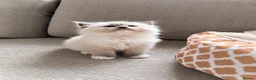 Ragdoll cats for sale: Gorgeous Ragdoll kittens  - Advert 7