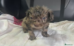 Cockapoo dogs for sale: GORGEOUS F1 MERLE COCKAPOOS HEALTH TESTED PARENTS - Image 13