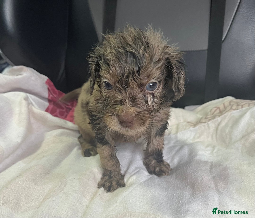 Cockapoo dogs for sale: GORGEOUS F1 MERLE COCKAPOOS HEALTH TESTED PARENTS - Image 13