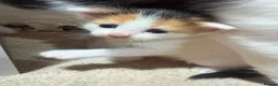 Mixed Breed cats for sale: Four kittens for sale. in Rugeley - Advert 5