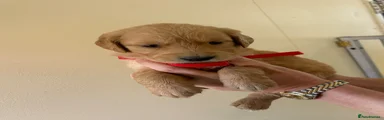 Golden Retriever Puppy 5