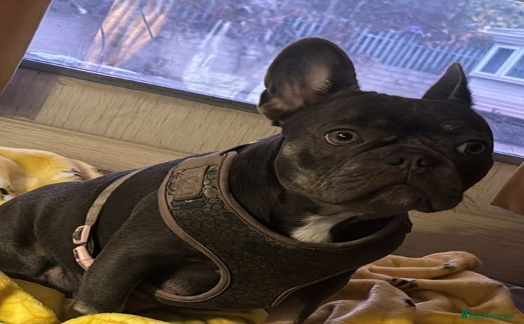 French Bulldog dogs - Advert 3