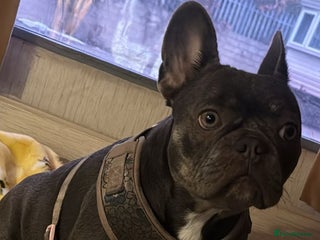 French Bulldog dogs - Advert 2