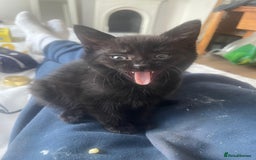 Mixed Breed cats for sale:  Beautiful Torti, female cats and black kittens - Image 3