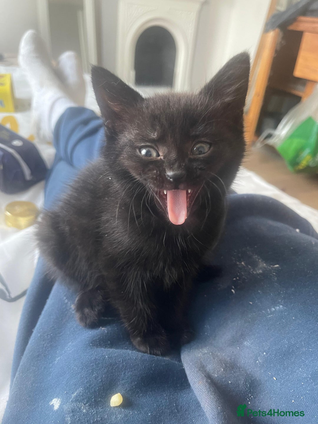 Mixed Breed cats for sale:  Beautiful Torti, female cats and black kittens - Image 3