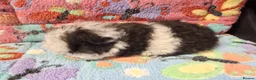 Guinea Pig rodents for sale: Baby Boars in longhaired breeds & teddies  - Advert 12