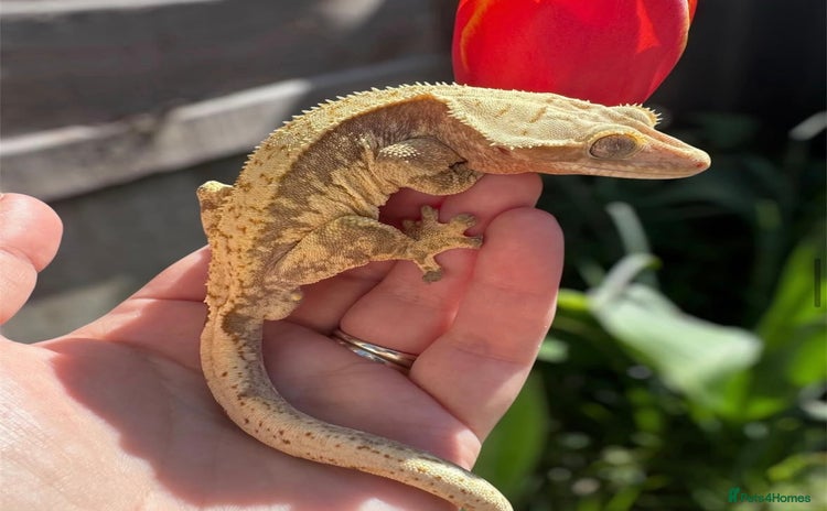Gecko reptiles - Advert 4