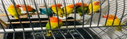 Lovebirds birds for sale: Beautiful lovebirds for sale. - Advert 5