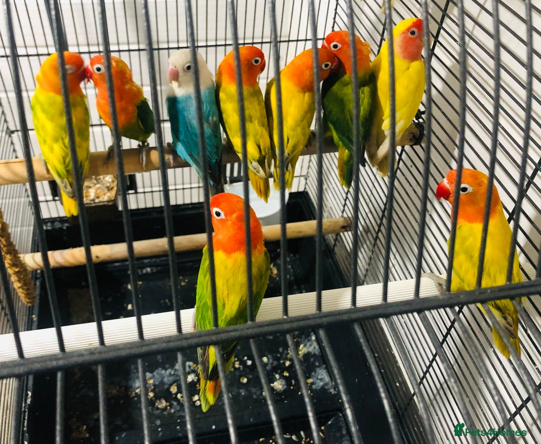 Lovebirds birds for sale: Beautiful lovebirds for sale. - Advert 5