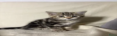 Female kitten 1