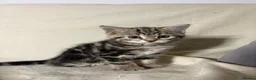 Mixed Breed cats for sale: 4 beautiful kittens now ready to leave - Advert 20