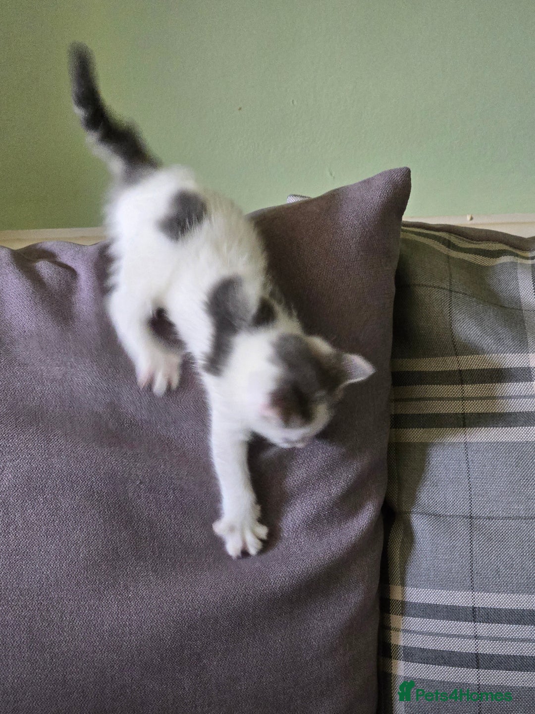 British Shorthair cats for sale: Two beautiful kittens, one male and one female  - Image 6