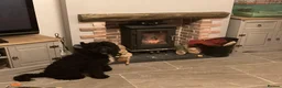 Cockapoo dogs for stud: teddy  - Advert 2