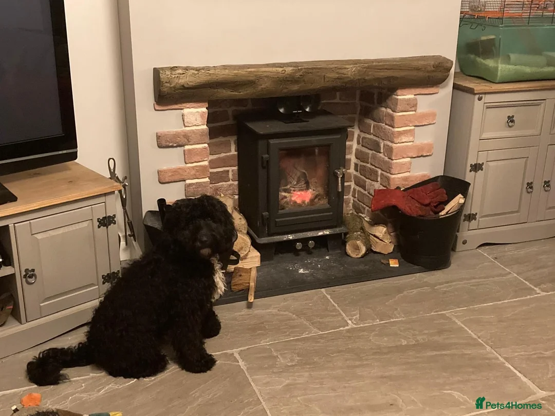 Cockapoo dogs for stud: teddy  - Advert 2