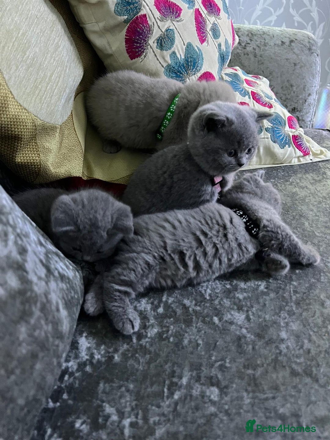 American Shorthair cats for sale: Pretty little british shorthair kitten - Image 3