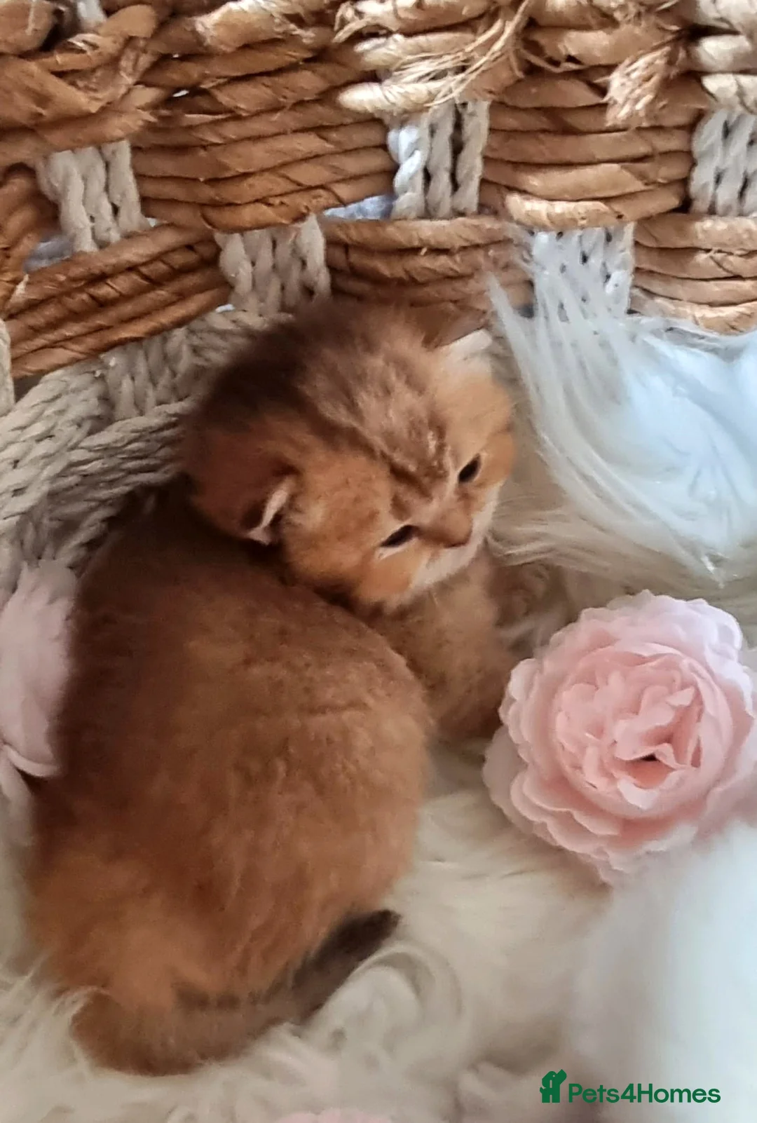 British Shorthair cats for sale: 💖GOLDEN, TABBY, COLOURPOINT BSH KITTENS💖 - Advert 31