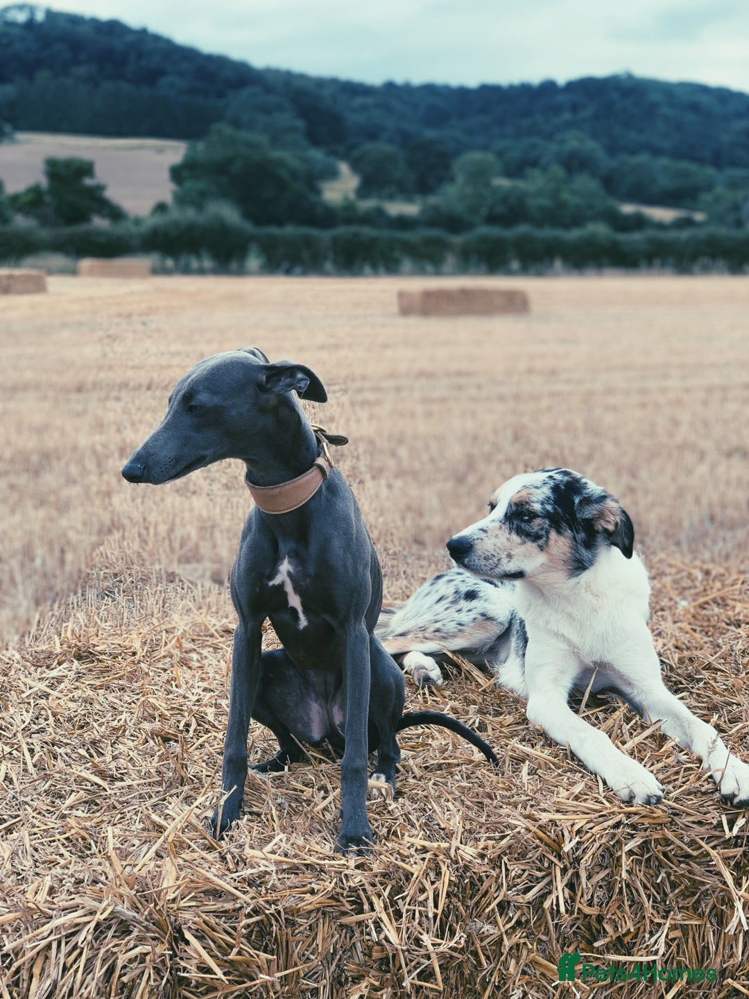 Mixed Breed dogs for sale: Beautiful merle whippet x collie puppies  - Advert 26