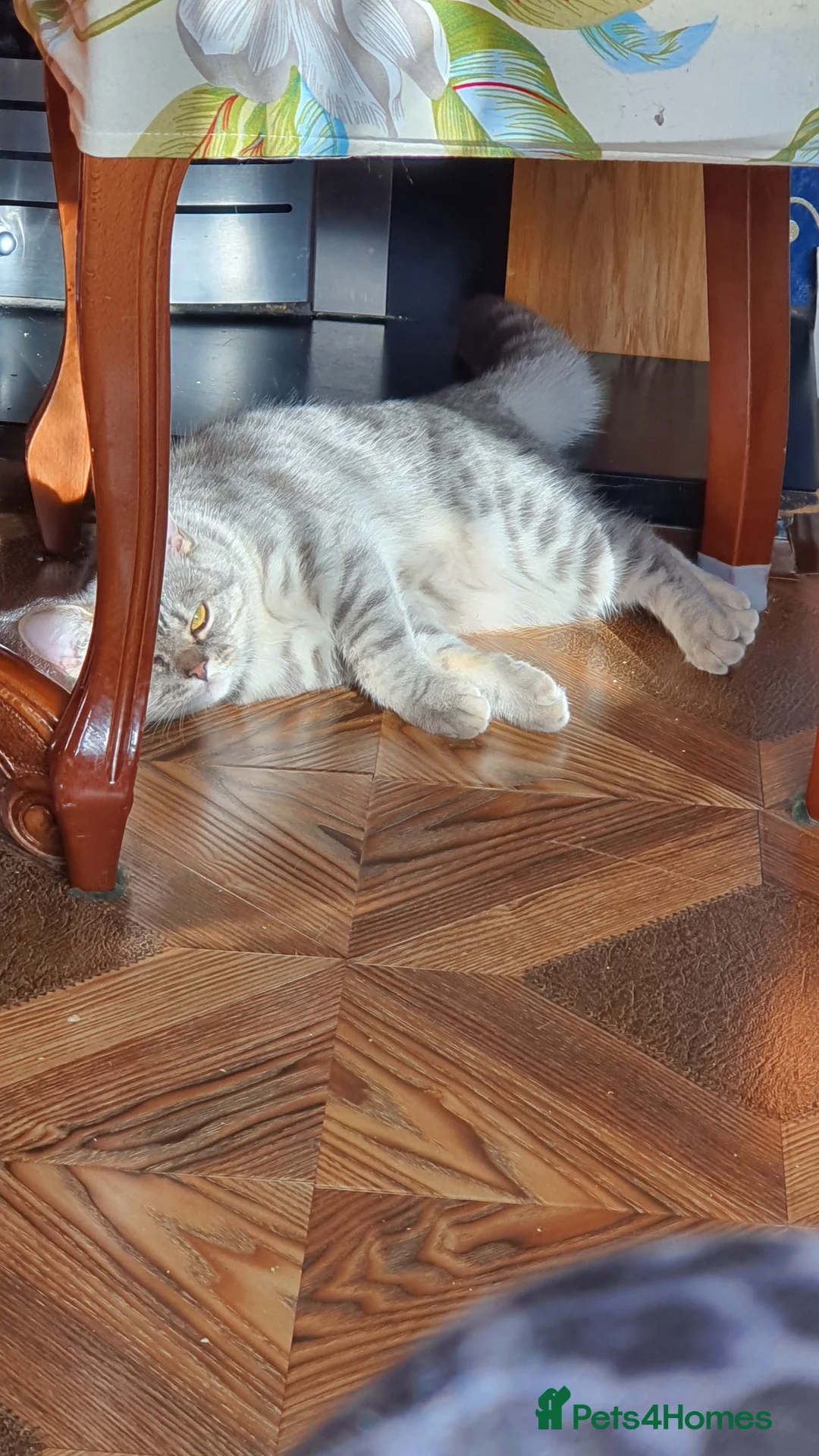 Scottish Fold cats for sale: 🥰LAST  BOY 💜🩵 - Advert 7