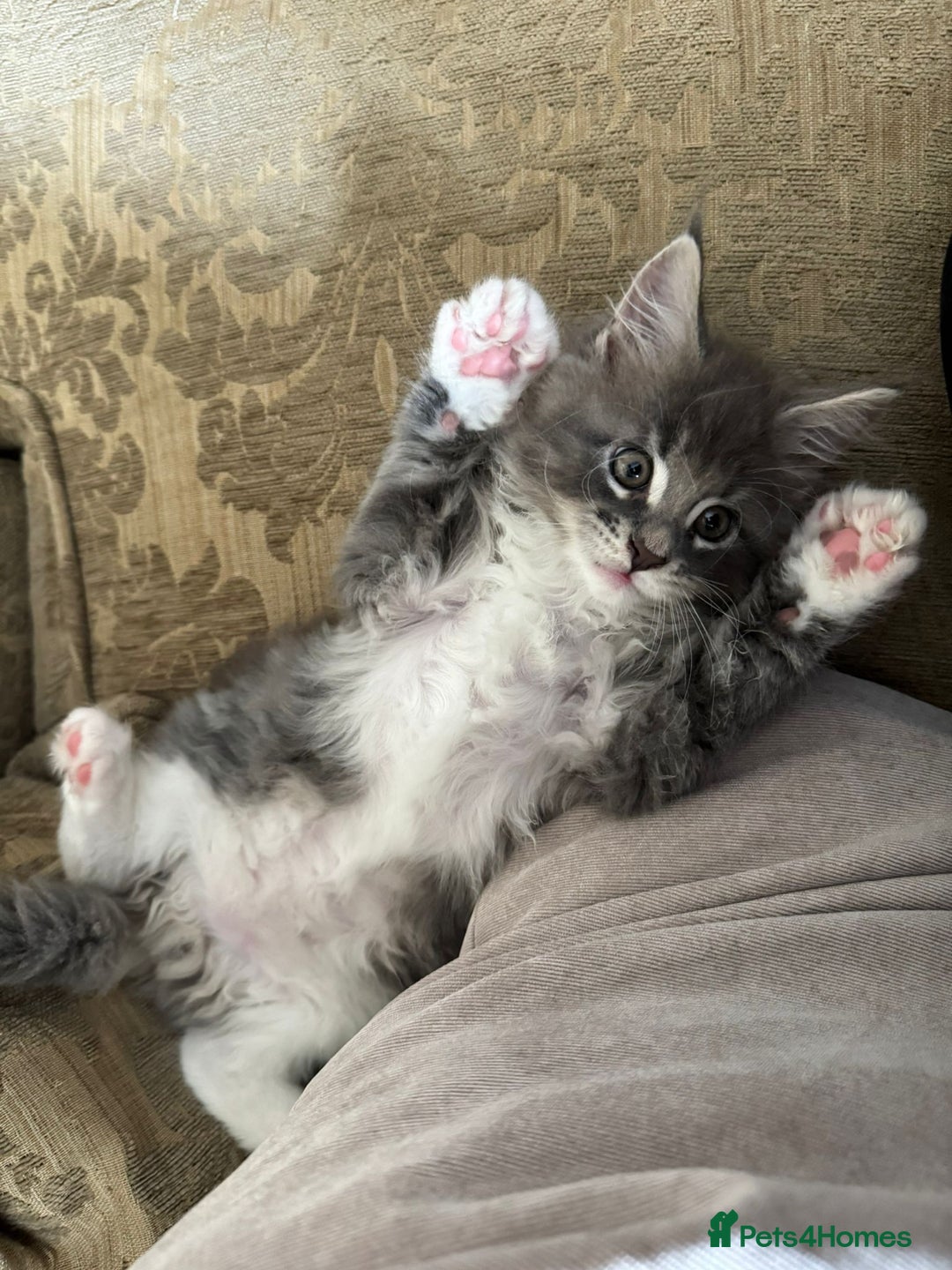 Maine Coon cats for sale: 🔔READY NOW🔔 KING-SIZE MAINE COON CUB - Image 7