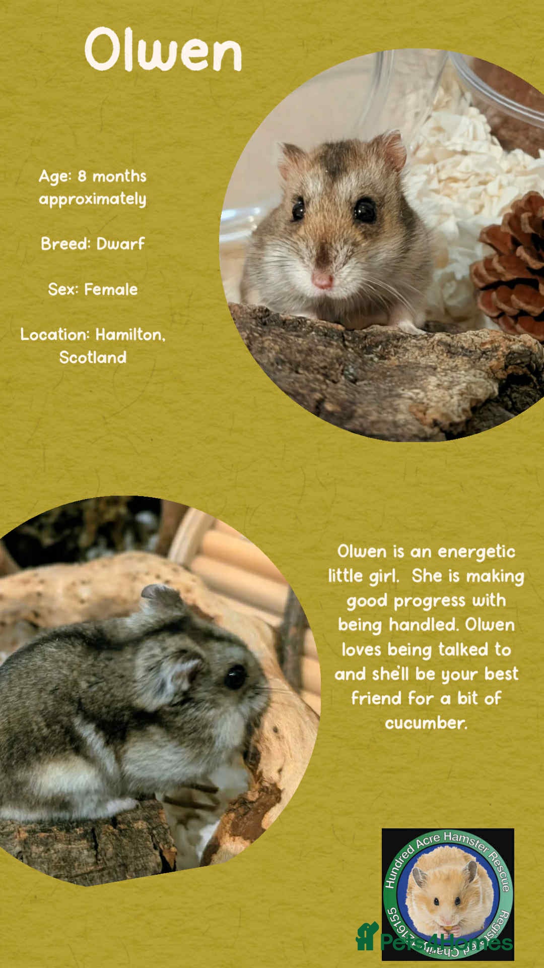 Hamster rodents for sale: Hamster  - Advert 3