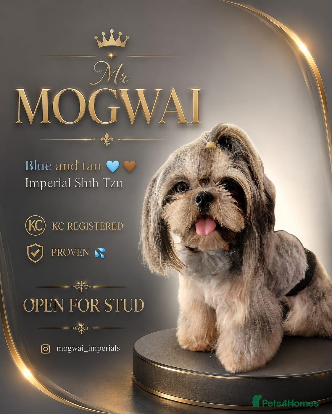 Shih Tzu dogs 💙 DRAKEO THE RULER Blue Dobbie Imperial 💙 - Advert 1