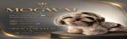 Shih Tzu dogs for stud: 💙 DRAKEO THE RULER Blue Dobbie Imperial 💙 - Advert 1