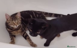 Bengal cats for sale: Zeus Jr and Kathleen - Advert 7