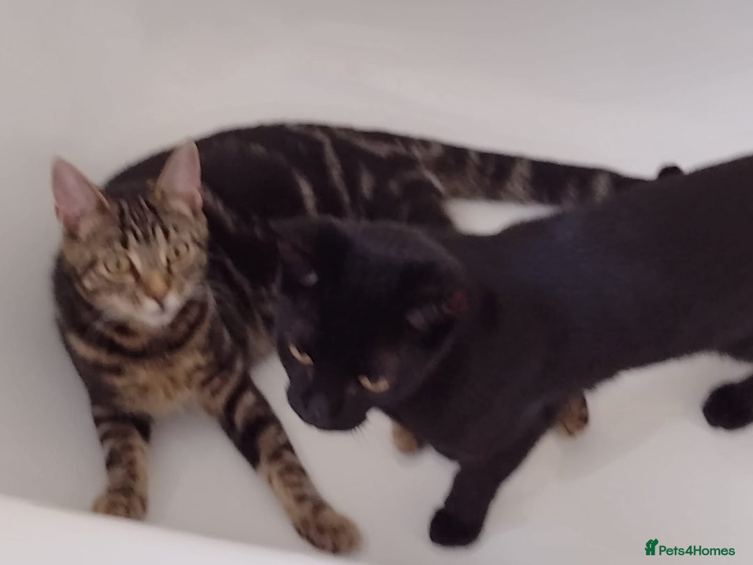 Bengal cats for sale: Zeus Jr and Kathleen - Advert 7