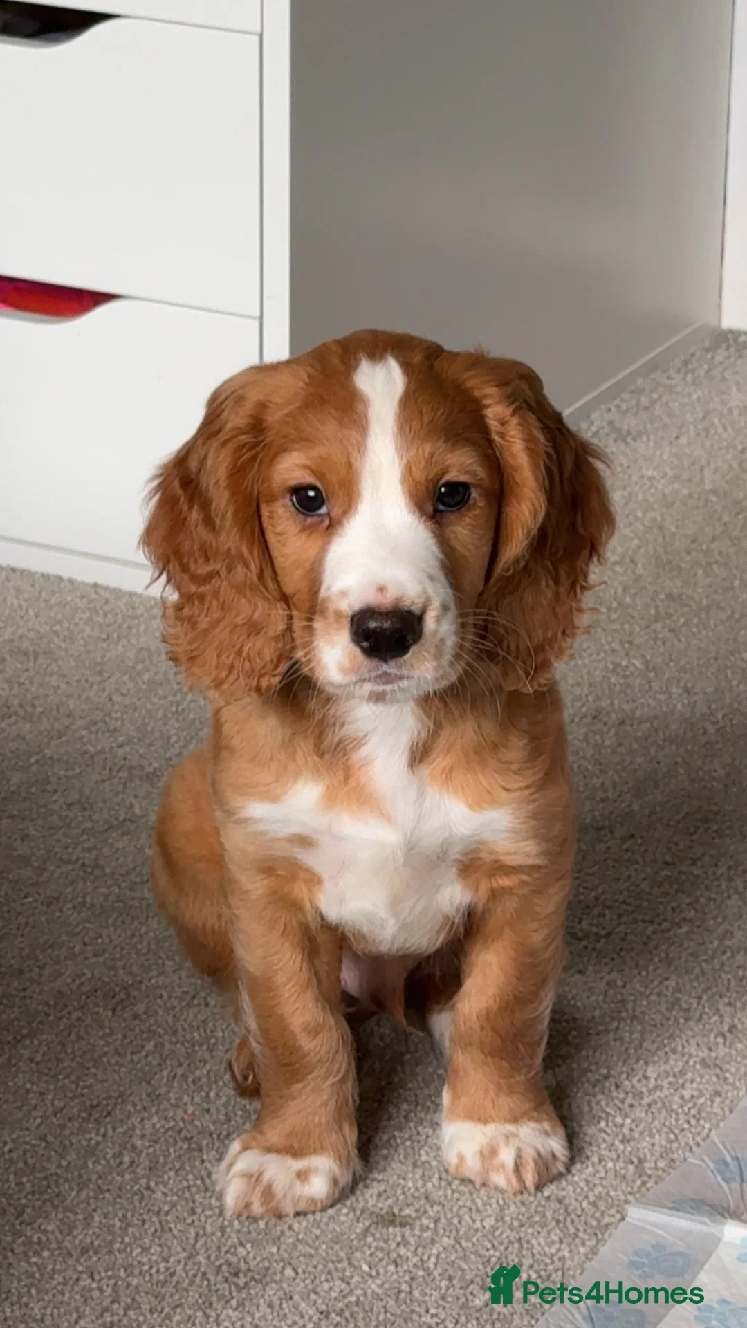 Cocker Spaniel dogs for sale: working cocker spaniel male  - Advert 4