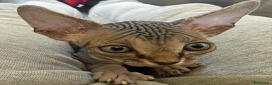 Tabby Sphynx Girl