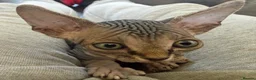 Sphynx cats for sale: Canadian x Elf Sphynx Kittens - Advert 4