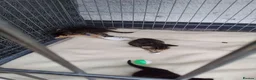 Bengal cats for sale: 6 beautiful bengal x kittens  in Woking - Advert 4