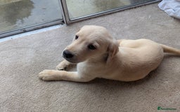 Goldador dogs for sale: 9 Week old Goldador Puppies - ready to go - Advert 4