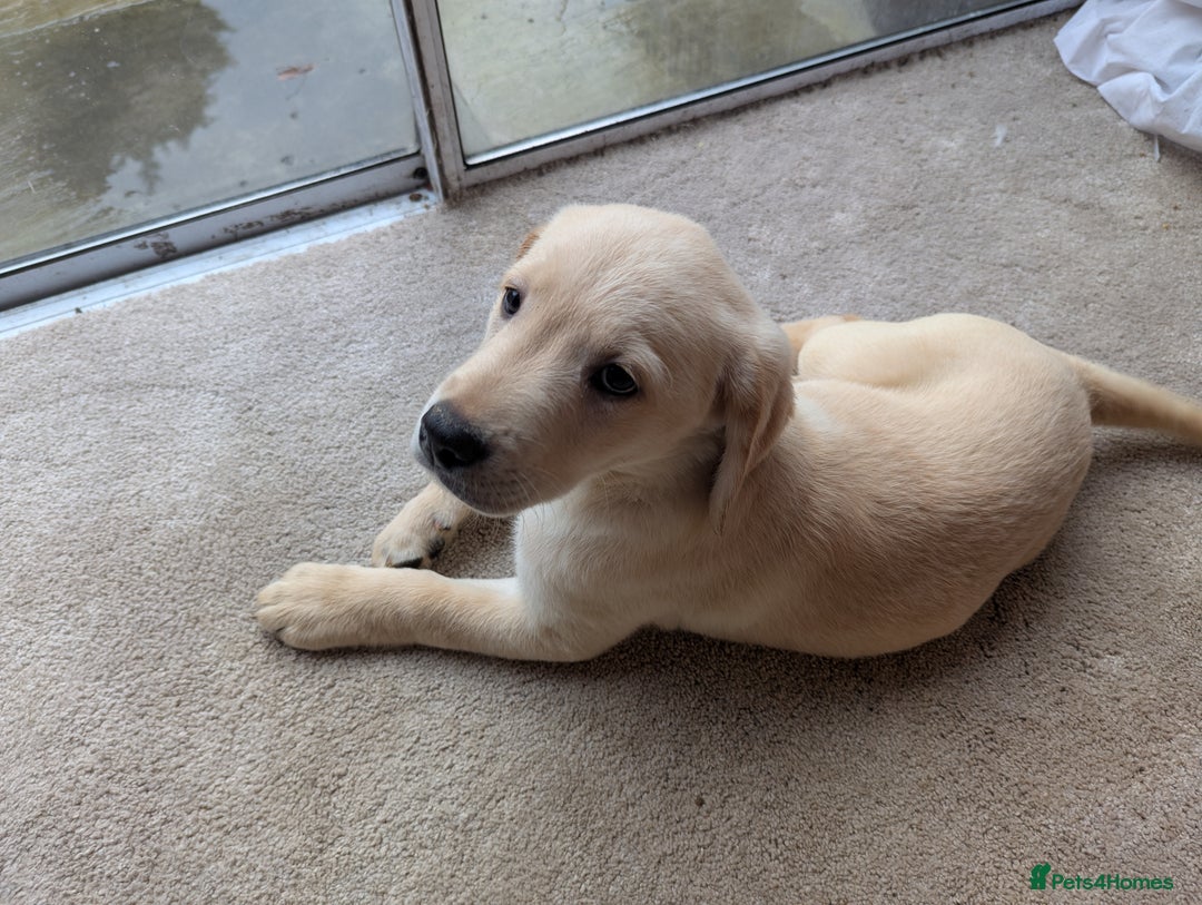 Goldador dogs for sale: 9 Week old Goldador Puppies - ready to go - Advert 4